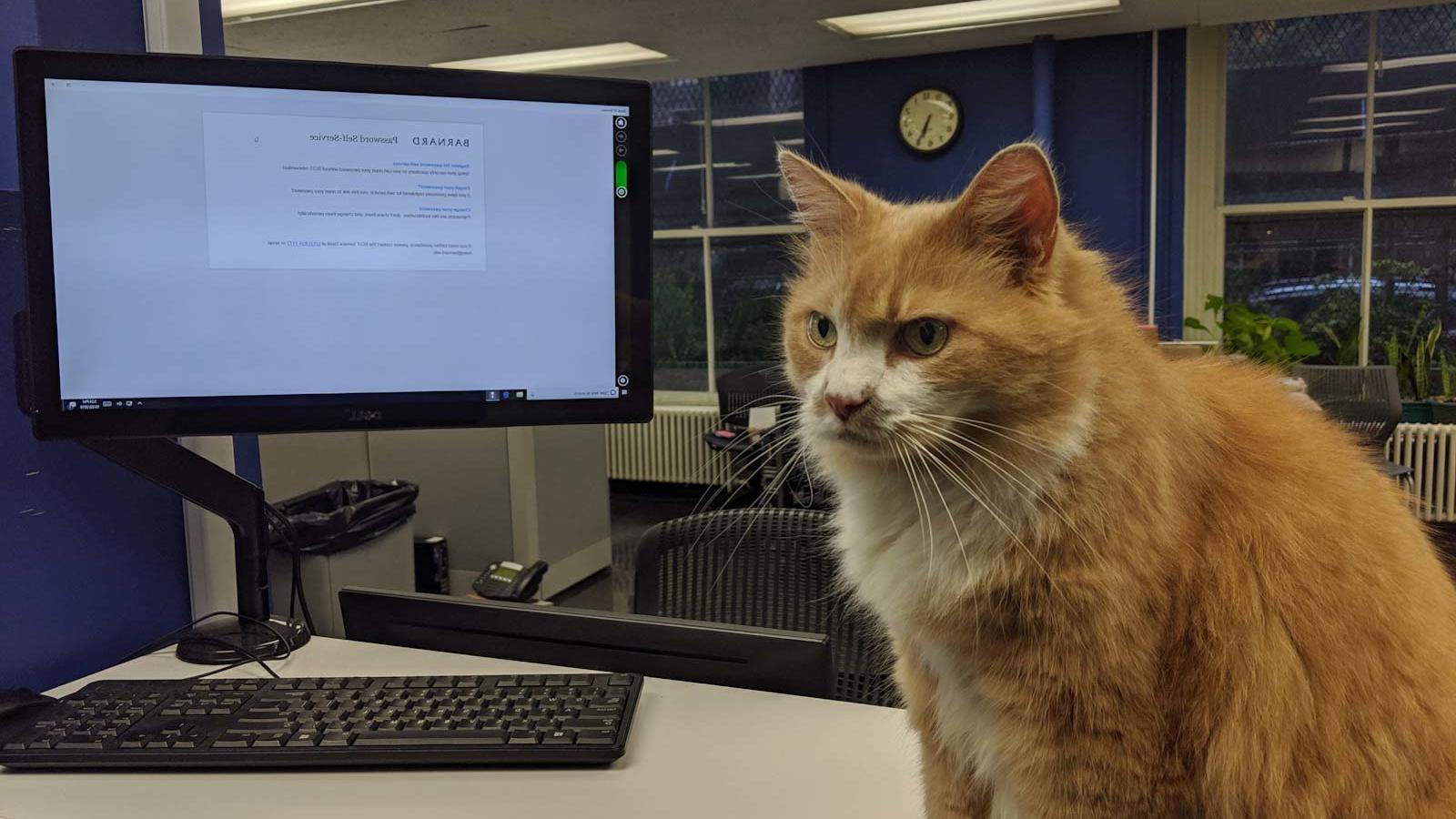 毛茸茸的橙色和白色的猫坐在电脑旁边的桌子上